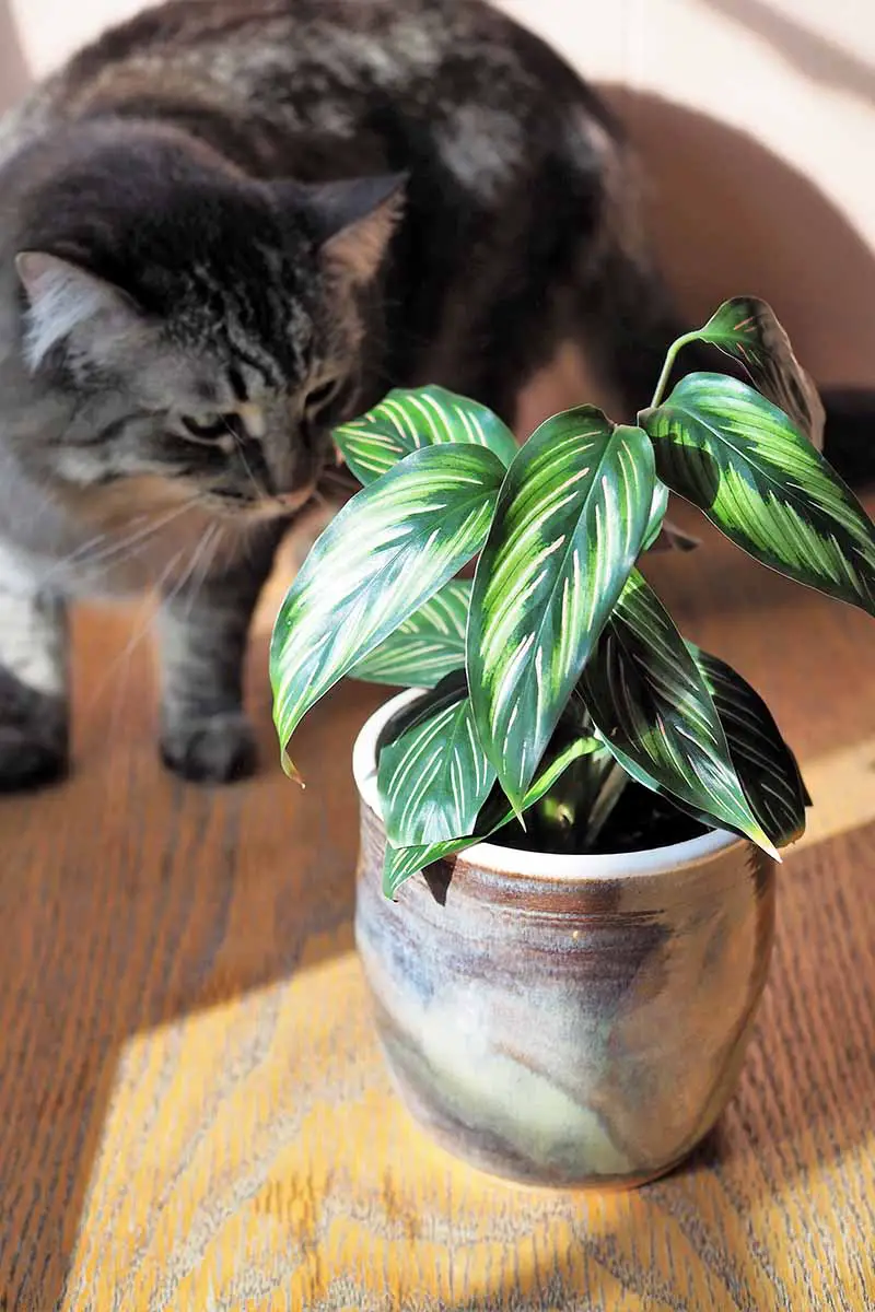 Una imagen vertical de primer plano de un gato gris peludo que examina una planta a rayas que crece en una maceta, colocada sobre una superficie de madera.