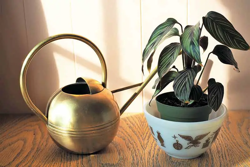 Una imagen horizontal de primer plano de una pequeña planta a rayas que crece en una maceta colocada en un tazón más grande para regar el fondo, con una regadera de latón a la izquierda del marco.