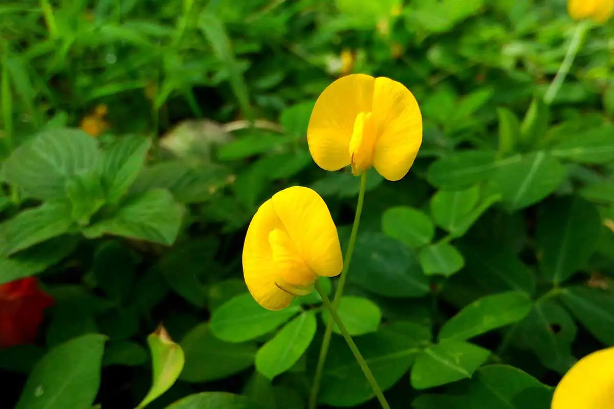Una imagen horizontal de primer plano de flores amarillas de una planta de frijol representada en un fondo de enfoque suave.