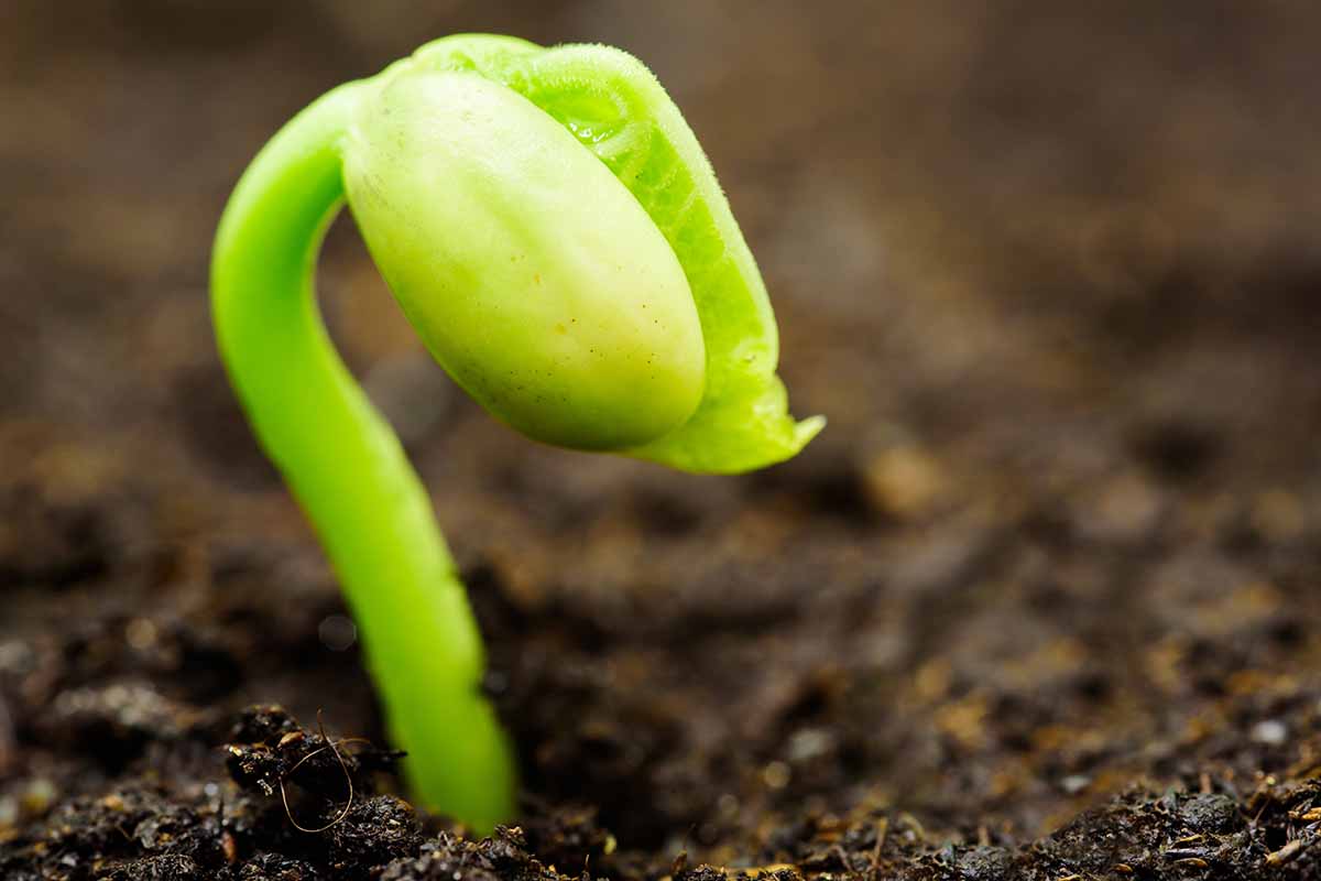 Una imagen horizontal de cerca de una semilla de frijol en germinación empujando a través del suelo.