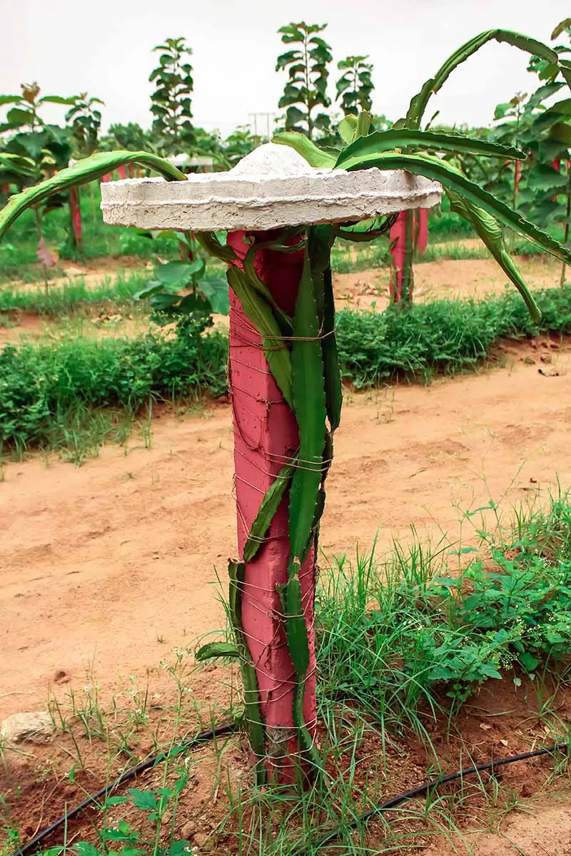 Una imagen vertical de una pitaya entrenada para crecer en un poste con una estructura en la parte superior para sostener la fruta.