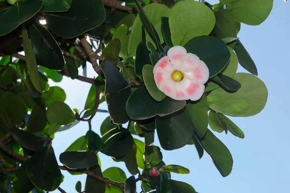 Una imagen horizontal de primer plano de la delicada flor rosa y blanca de una manzana de tono, también conocida como Clusia rosea, representada en un fondo de cielo azul.