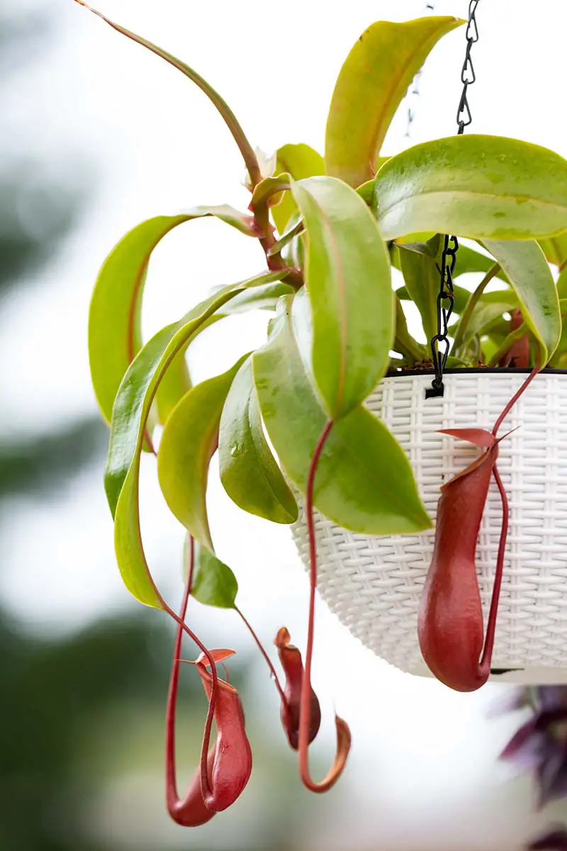Una imagen vertical de cerca de una planta tropical de jarra Nepenthes que crece en una cesta colgante de mimbre blanco representada en un fondo de enfoque suave.