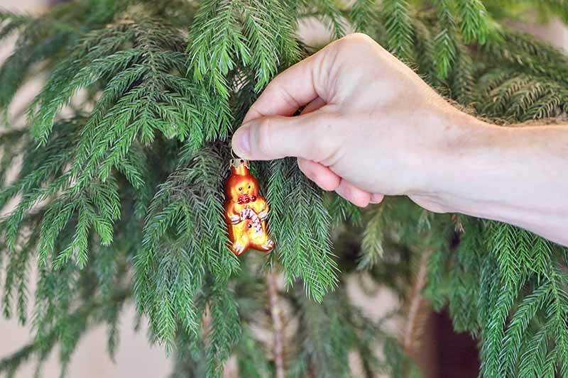 Una imagen horizontal de primer plano de una mano desde la derecha del marco que coloca un pequeño adorno navideño en un pino de la isla de Norfolk que crece en el interior.