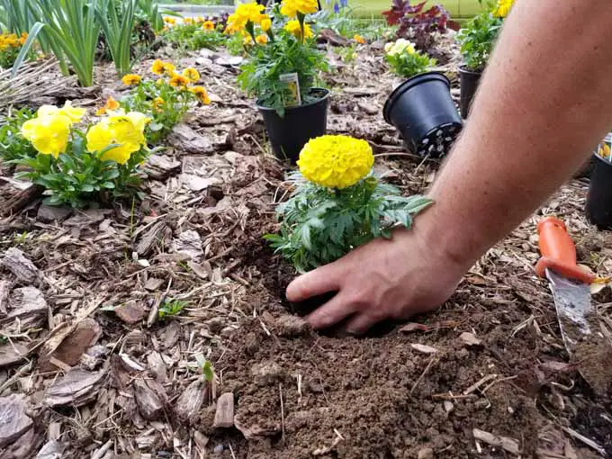 Una mano humana coloca una joven planta de caléndula en flor en un agujero recién preparado.