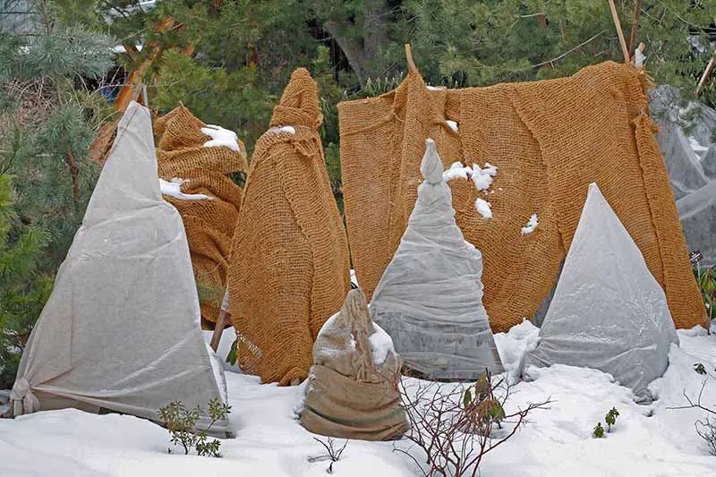 Plantas envueltas en sacos de arpillera y tela helada, con nieve en el suelo y árboles al fondo.