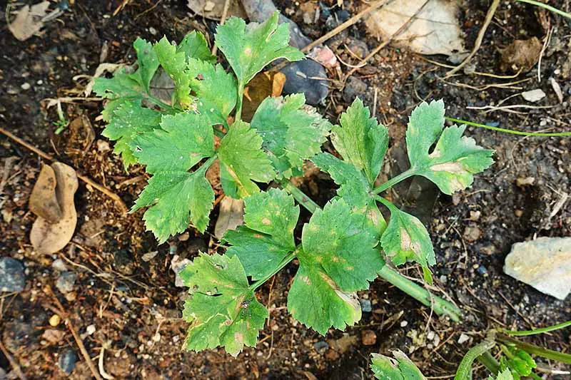 Una imagen de arriba hacia abajo de una planta con manchas marrones en las hojas, con tierra y restos de plantas en el fondo.