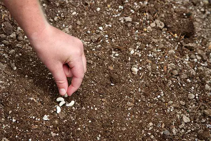 Primer plano de una mano plantando cuatro semillas pequeñas, blancas, de judías verdes en forma de riñón encima de un suelo libre de malezas y bien drenado y están a punto de ser enterradas.