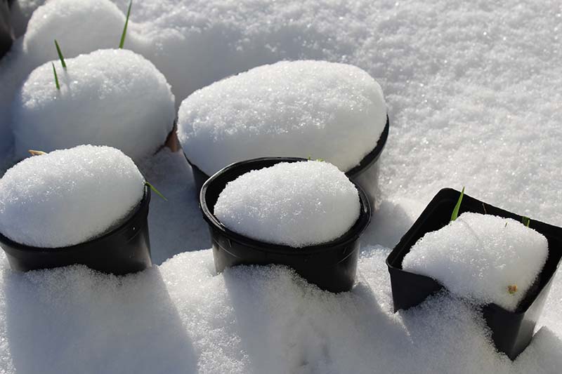 Una imagen horizontal de primer plano de macetas de plástico negro colocadas bajo un manto de nieve.