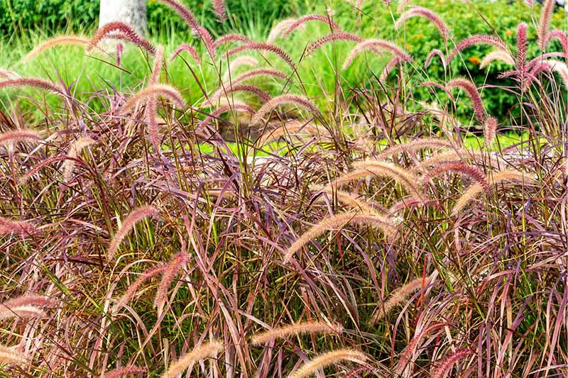 La hierba alta de la fuente morada con cabezas de semillas que se doblan con la brisa crece en primer plano, con un follaje verde brillante en el fondo.