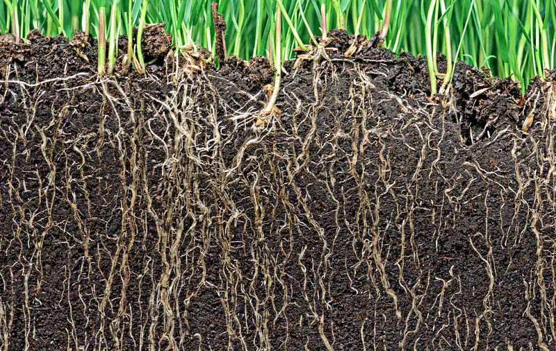 Un corte de la tierra que muestra pastos altos y saludables sobre el suelo y la estructura de la raíz en la rizosfera debajo del suelo.