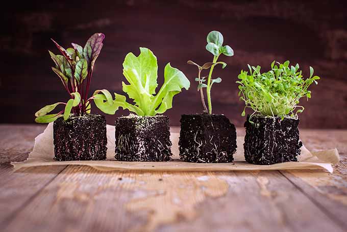 Plante microgreens y lechugas temprano en la temporada para ensaladas durante todo el verano.  |  