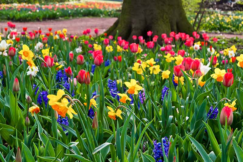 Varias flores primaverales, rojas, amarillas y moradas, entre un follaje verde brillante, en el fondo es parte de un tronco de árbol, un camino y más flores en un enfoque suave.
