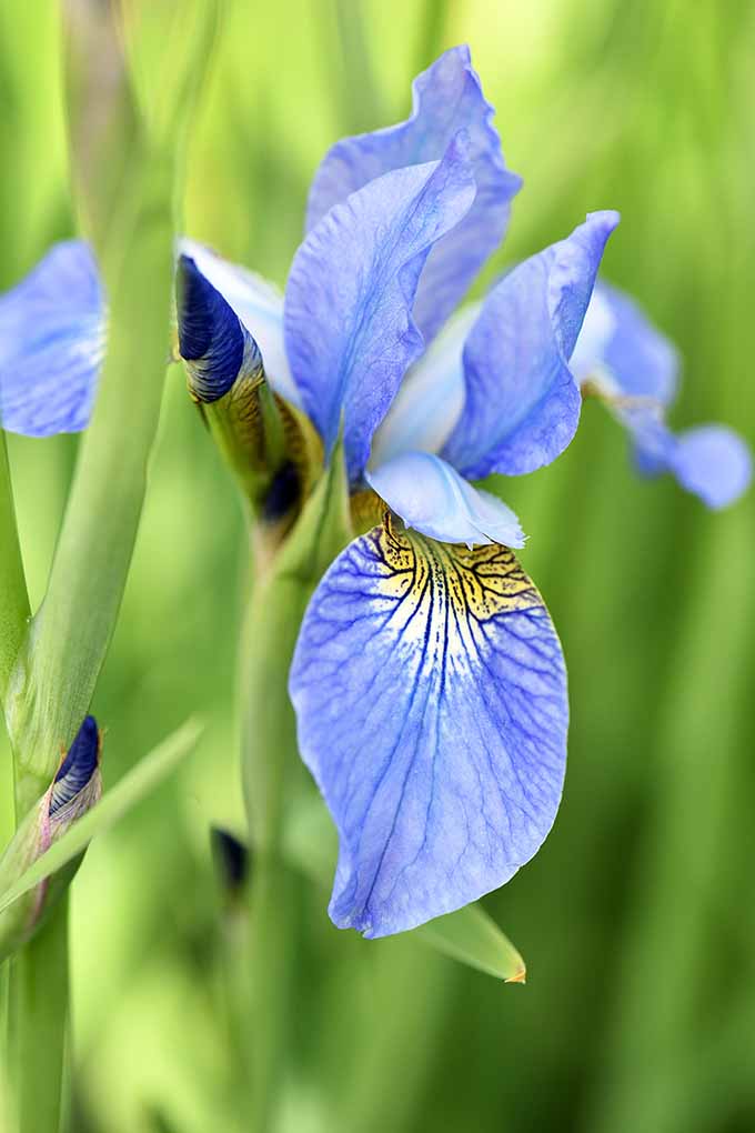 Agregue el atractivo iris de la bandera azul del norte y otras flores azules a su jardín para obtener un hermoso toque de color.  Compartimos 10 más de nuestros favoritos: 