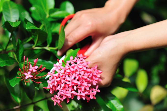 Una mano corta un tallo debajo de un racimo de flores rosadas mientras que la otra se prepara para cortarlo con tijeras de jardín.