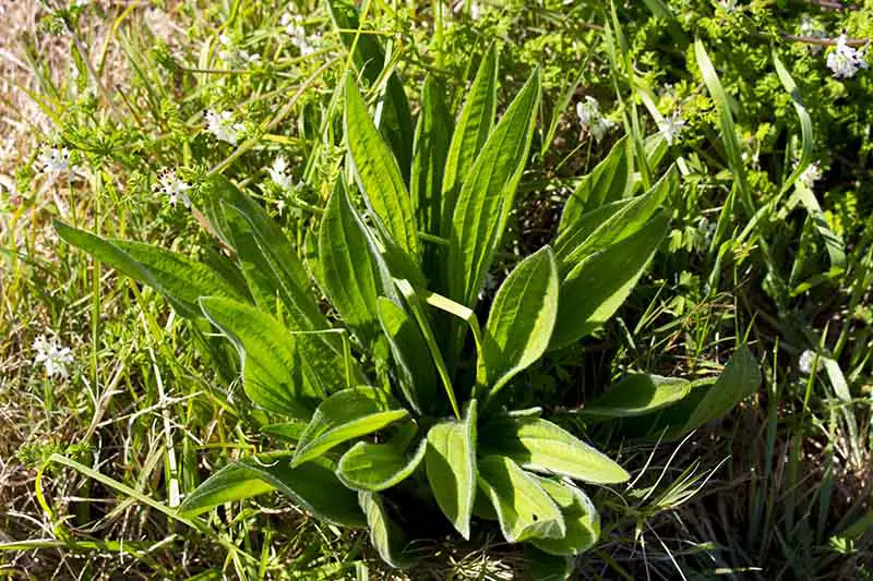 Un primer plano de una pequeña planta de plátano con hojas verdes anchas, que crece en el jardín entre hierba y flores blancas, bajo el sol brillante.