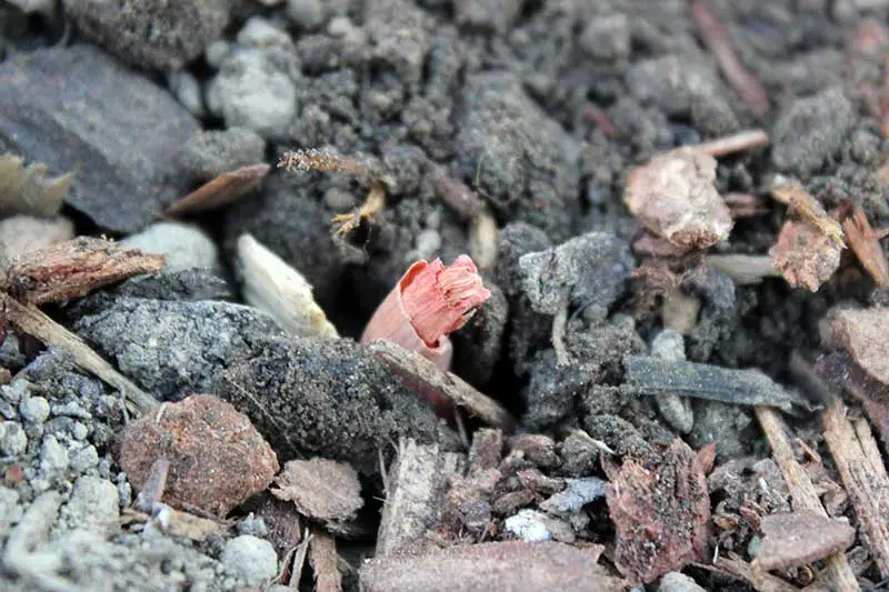 Una imagen horizontal de primer plano de un pequeño bulbo recién plantado con el extremo puntiagudo sobresaliendo del suelo, rodeado de mantillo de corteza.