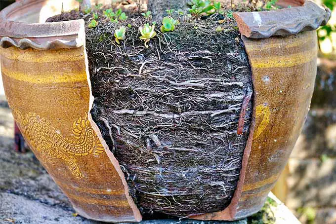 Una gran maceta de cerámica con un diseño grabado se ha partido en dos dejando al descubierto una vasta red de raíces que ha desarrollado la planta en su interior.