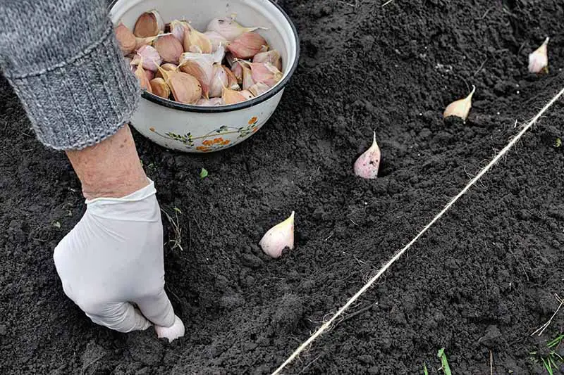 Un primer plano de una mano desde la izquierda del marco plantando dientes de ajo en una fila en suelo fértil en el jardín, con un cuenco.