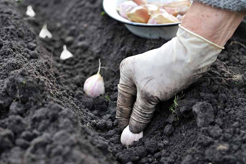 Una imagen horizontal de cerca de la mano de un jardinero plantando dientes de ajo en un surco en el huerto.