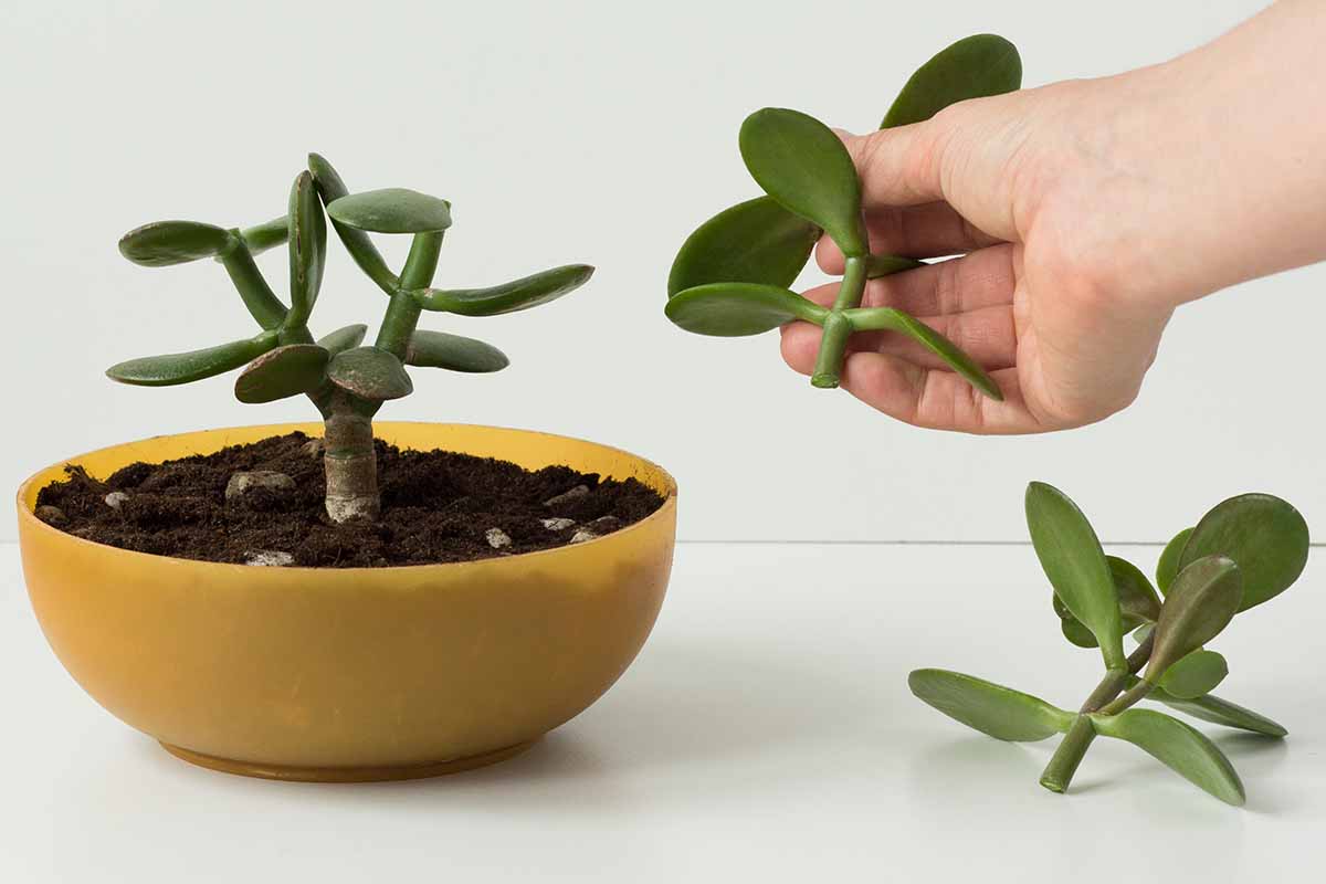 Una imagen horizontal de primer plano de una mano desde la derecha del marco tomando esquejes de una planta de jade (Crassula ovata) que crece en un recipiente amarillo.