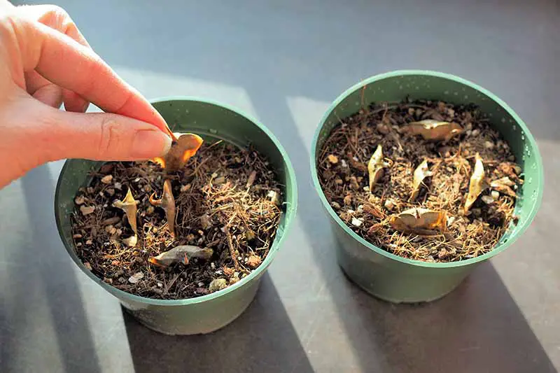 Una imagen horizontal de primer plano de una mano desde la izquierda del marco plantando semillas en macetas pequeñas.