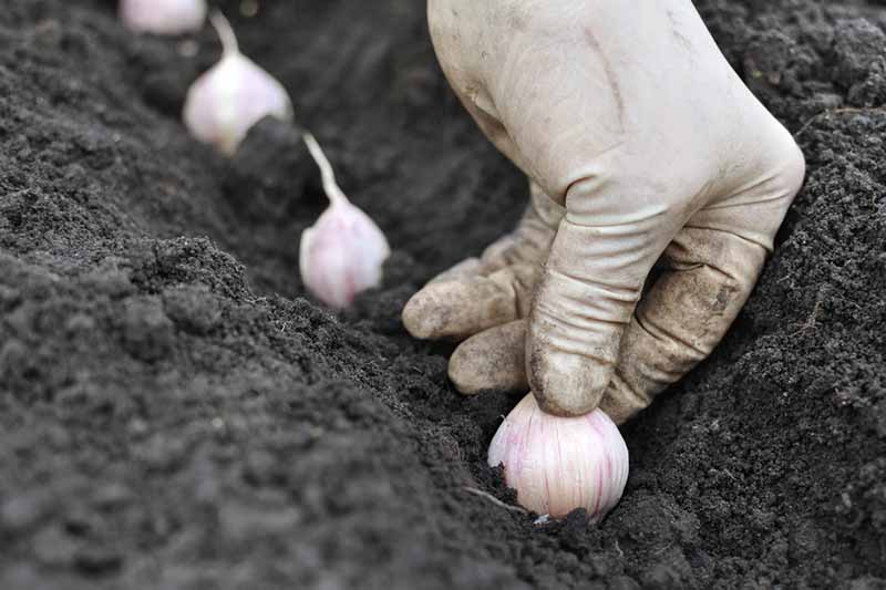 Una mano con un guante de látex blanco planta un diente de ajo en un suelo rico y oscuro.  En el fondo hay más clavos y tierra que se desvanecen en un enfoque suave.