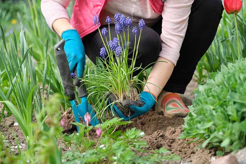 Un primer plano de un jardinero con guantes azules, sosteniendo una paleta de jardín, cavando un hoyo para plantar un grupo de bulbos de jacinto de uva con tallos verticales y flores azules.