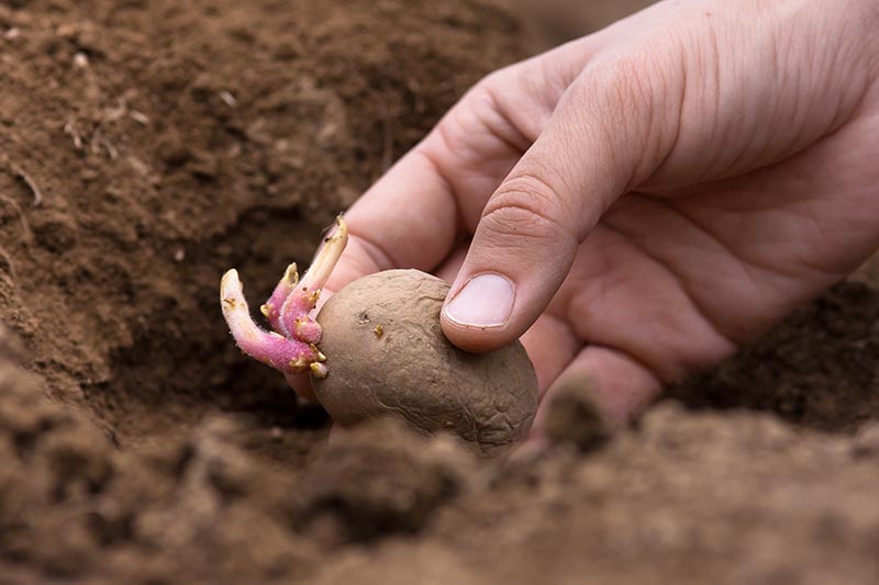 Una imagen horizontal de primer plano de una mano desde la derecha del marco plantando una patata germinada en un suelo rico y oscuro.
