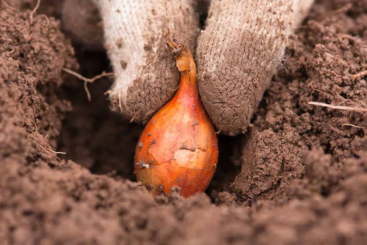 Una imagen horizontal de cerca de una mano enguantada plantando una cebolla en el jardín.