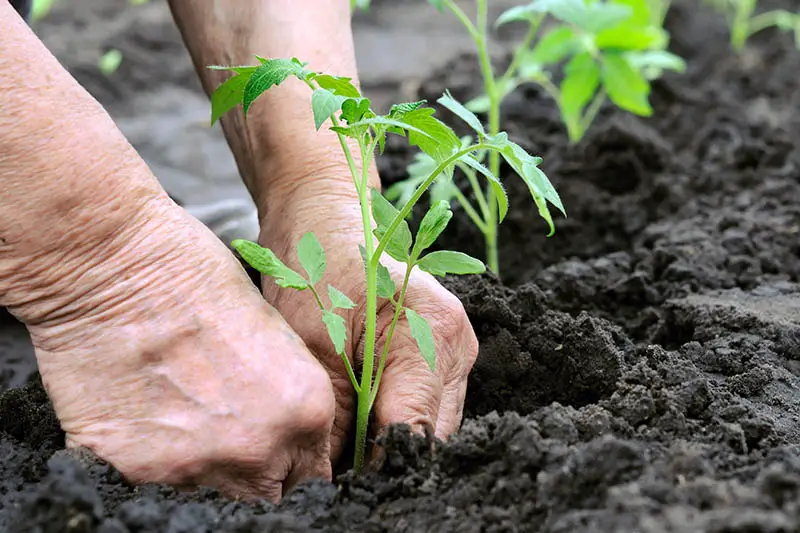 Un primer plano de un par de manos trasplantando plantas jóvenes a un suelo rico y oscuro en el jardín sobre un fondo de enfoque suave.