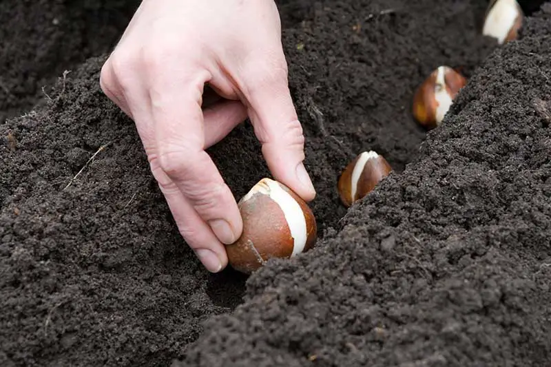 Una imagen horizontal de primer plano de una mano plantando bulbos de primavera en un suelo rico y oscuro.
