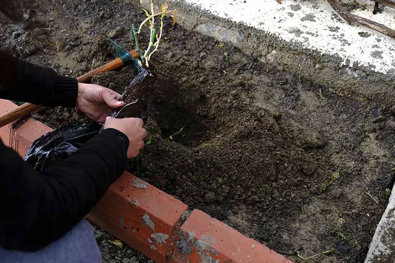 Una imagen horizontal de primer plano de un jardinero plantando una raíz desnuda en el suelo en una cama elevada.