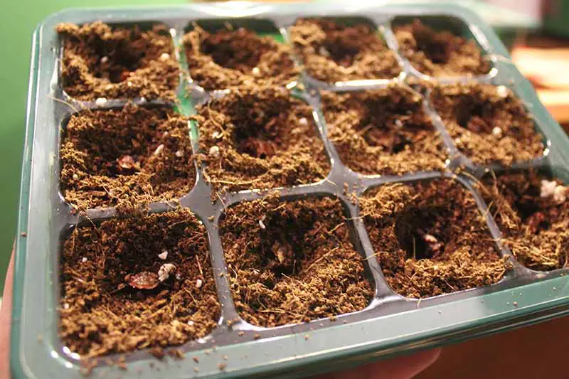 Un primer plano de una bandeja de plántulas verdes con pequeñas semillas plantadas en cada sección.