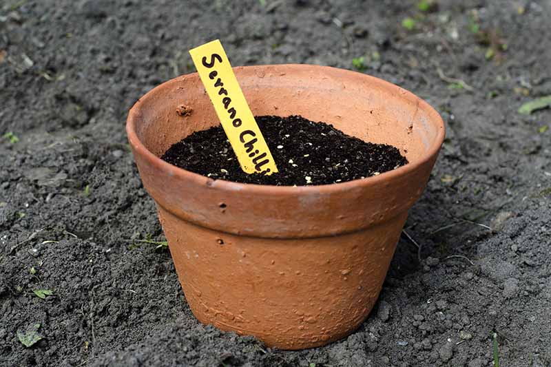 Una imagen horizontal de primer plano de una pequeña maceta de terracota con semillas plantadas y un marcador de plantas.