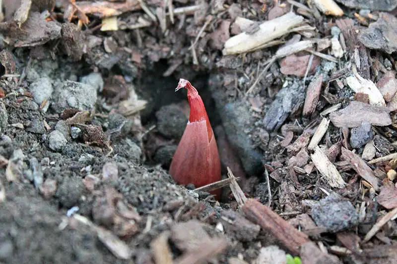 Una imagen horizontal de primer plano de un bulbo de chalote recién plantado en un suelo oscuro y rico con el extremo puntiagudo sobresaliendo del suelo.