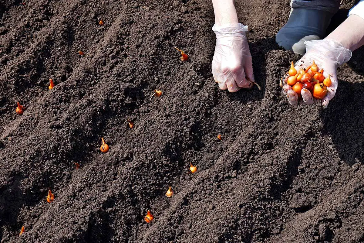 Una imagen horizontal de primer plano de un jardinero con guantes plantando cebollas en filas.