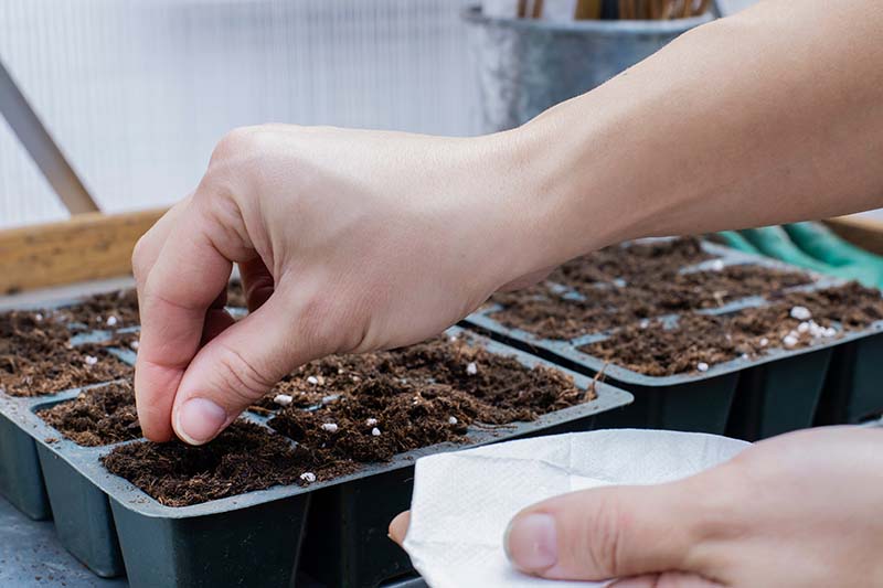 Una imagen horizontal de cerca de dos manos desde la derecha del marco plantando semillas en pisos.