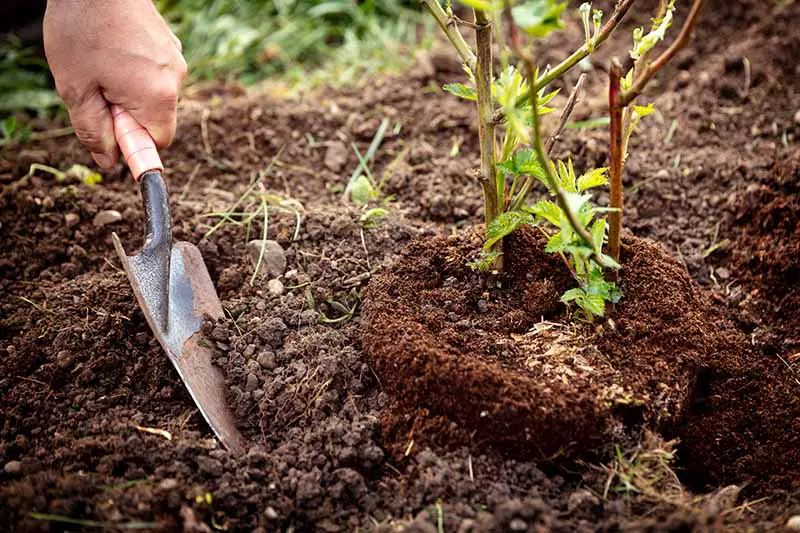 Un primer plano de una mano desde la izquierda del marco con una paleta de jardín pequeña, plantando un arbusto de moras en el jardín en un suelo rico y oscuro.