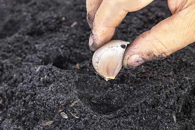 Un primer plano de una mano plantando un diente de Allium sativum en un suelo oscuro y rico.