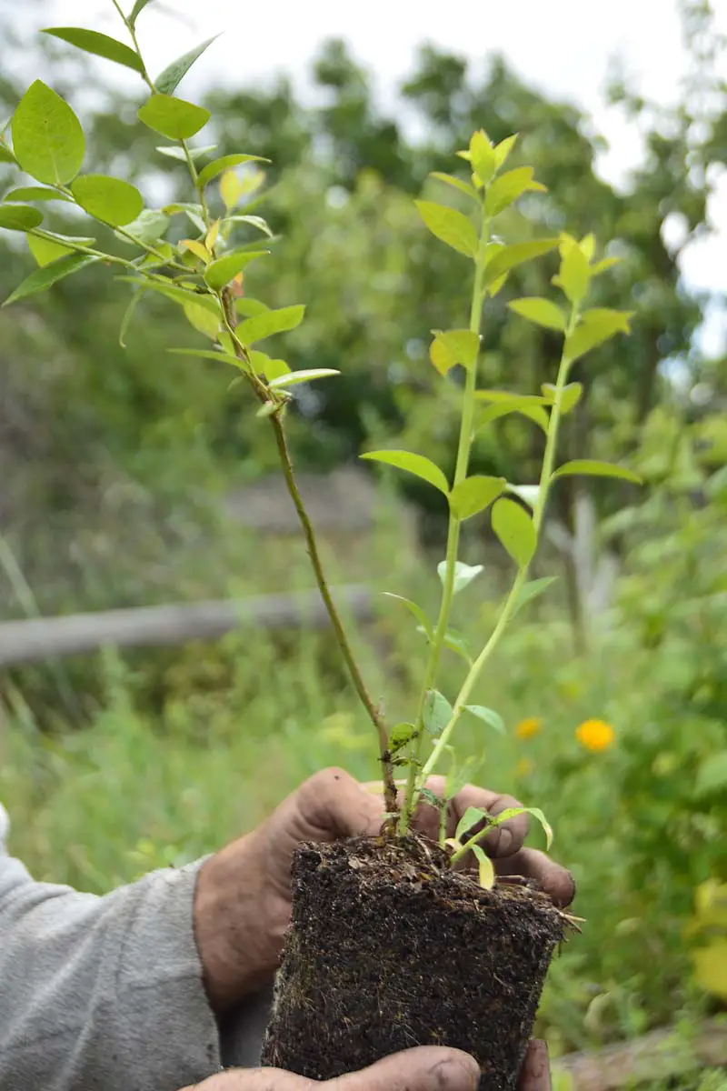 Una imagen vertical de cerca de un jardinero sosteniendo un arbusto de arándanos en maceta listo para trasplantar al jardín.