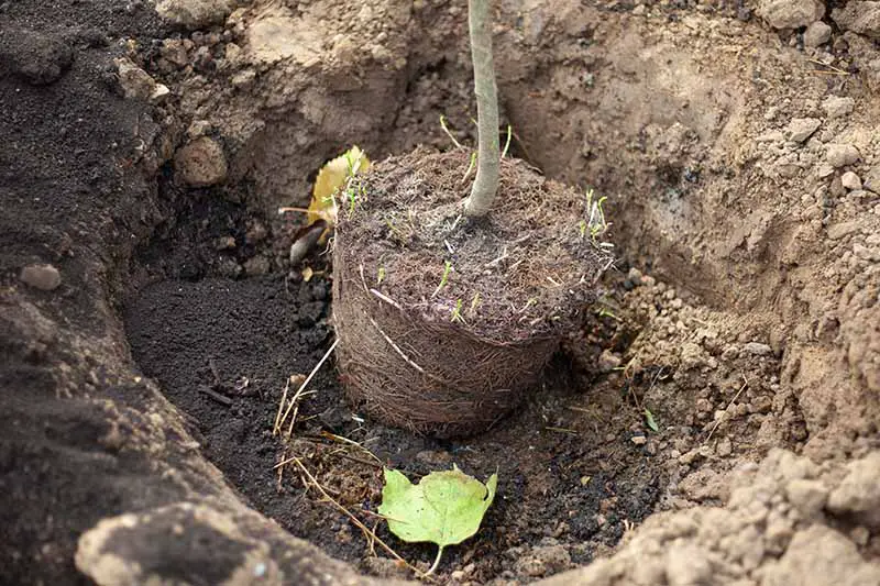 Una imagen horizontal de primer plano del cepellón de un árbol que se está plantando en un agujero en el jardín.