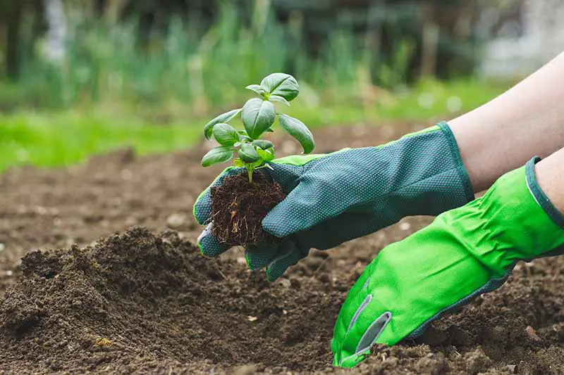 Un primer plano de dos manos desde la derecha del marco con guantes verdes de jardinería plantando una pequeña plántula de albahaca en un suelo rico y oscuro.  El fondo es una escena de jardín con un enfoque suave.