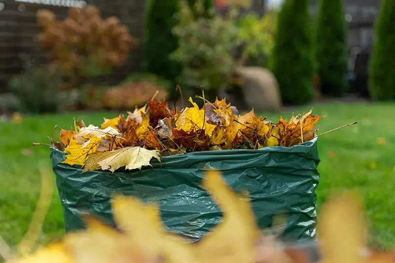 Una imagen horizontal de primer plano de un saco de jardín de plástico verde lleno de hojas de otoño recién recolectadas, con una escena de jardín en foco suave en el fondo.