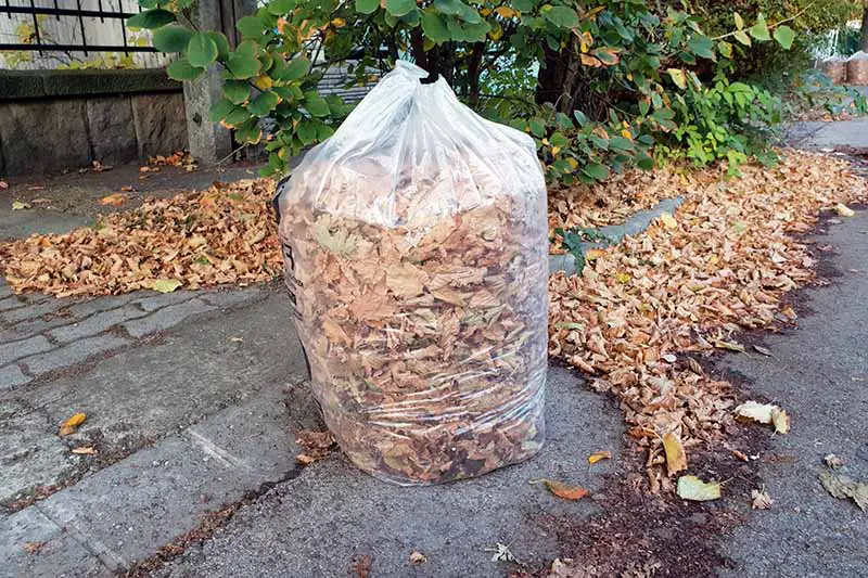 Una imagen horizontal de cierre de una bolsa de plástico transparente colocada en una acera llena de hojas de otoño con una cerca y un arbusto en el fondo.