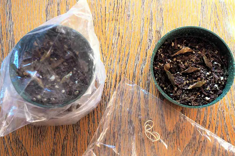 Una imagen horizontal de primer plano de dos macetas con semillas sembradas, una de las cuales está cubierta con una bolsa de plástico.