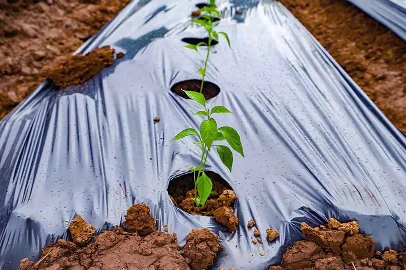 Una imagen horizontal de una hilera de vegetales rodeada de plástico para suprimir malezas.