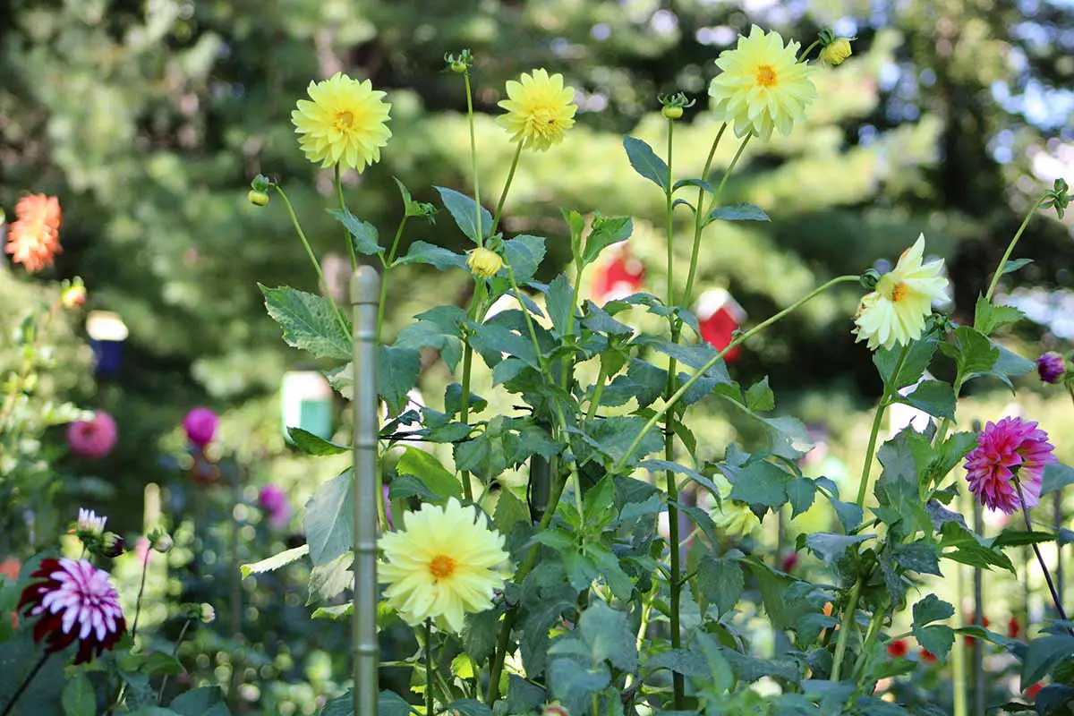 Una imagen horizontal de primer plano de las flores de dahlia que crecen en el jardín con el apoyo de estacas.