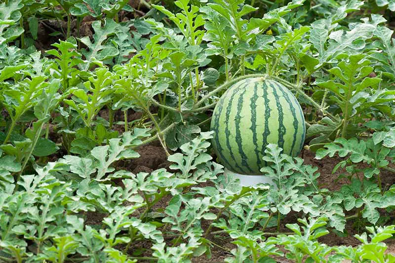 Una imagen horizontal de una gran enredadera de melón que crece en el jardín, con una gran fruta rayada de color verde oscuro y claro rodeada de follaje.