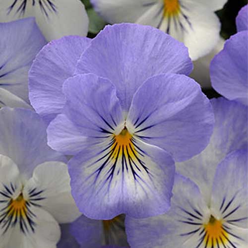 Un primer plano de una flor azul claro y blanca de la viola 'Plentifall Frost' sobre un fondo de enfoque suave.